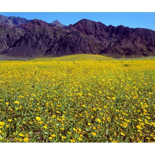 California, Death Valley NP Desert Sunflowers